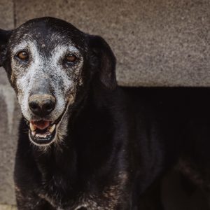 Lulù