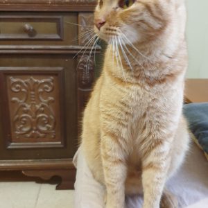 Tiziano